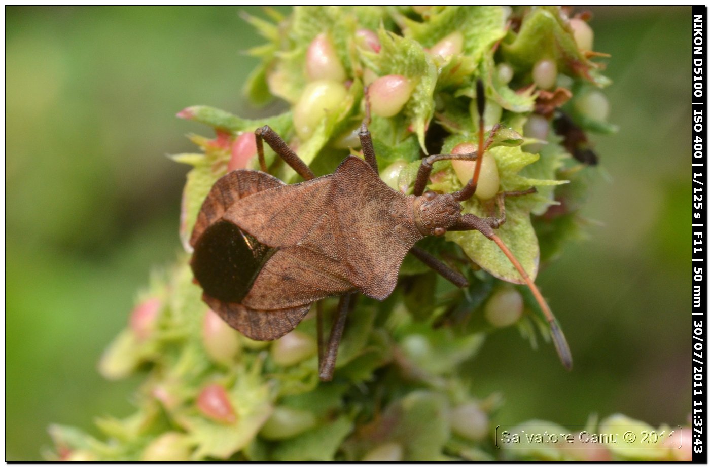 Coreidae: Coreus marginatus della Sardegna (SS)